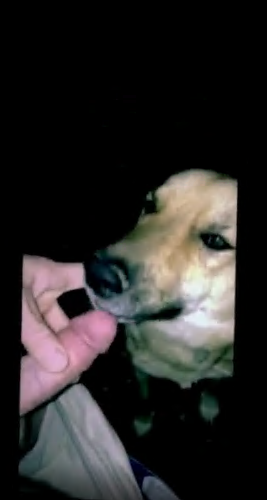 狗舔男人的阴茎让他感觉棒极了 海报