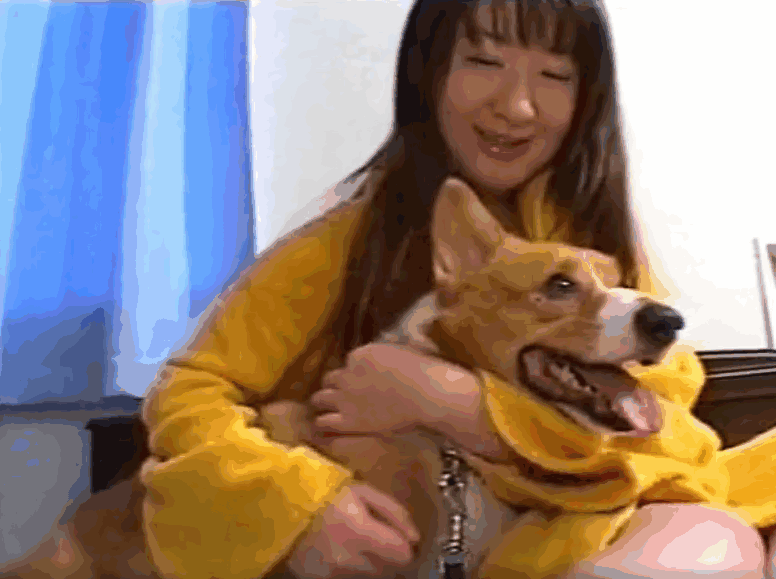 日本宠物性行为，主角是可爱的狗狗 海报