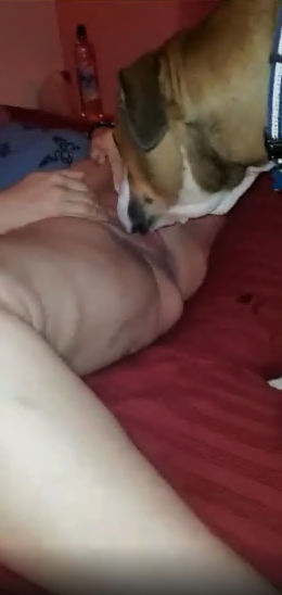 紧致熟女喜欢狗舔她的阴部和屁股 海报