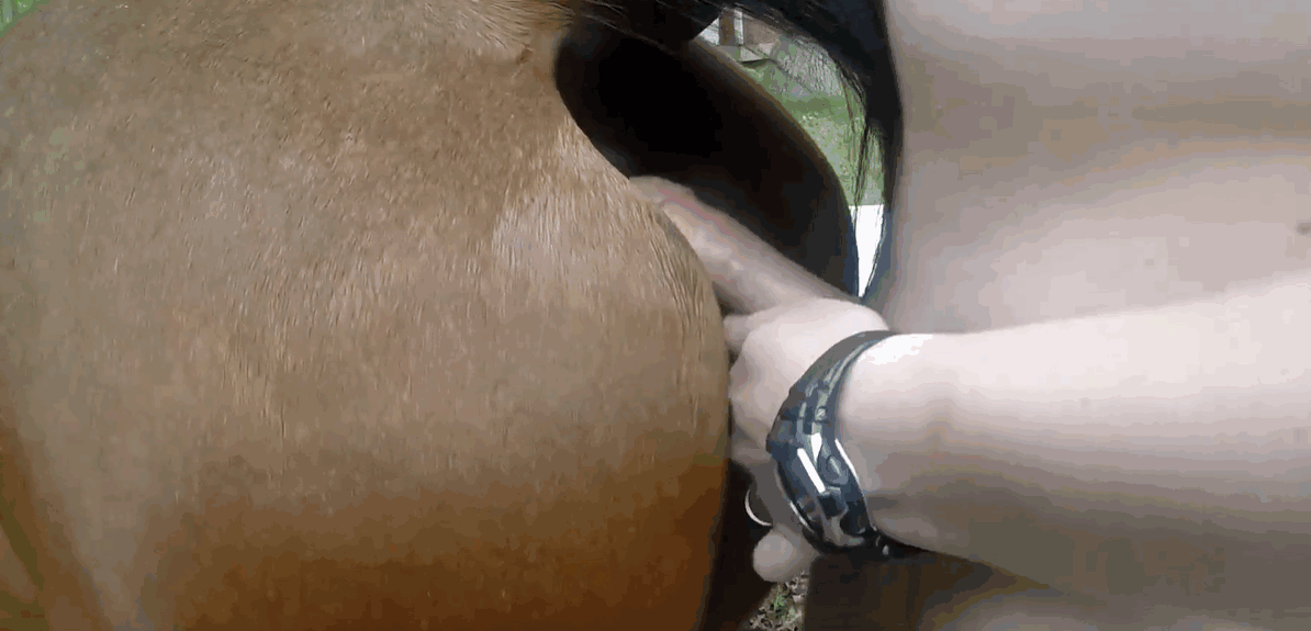 雄性以后入式姿势刺穿他的性感种马 海报
