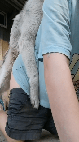 女人脱下裤子让哈士奇狗狗舔了舔屁股 海报