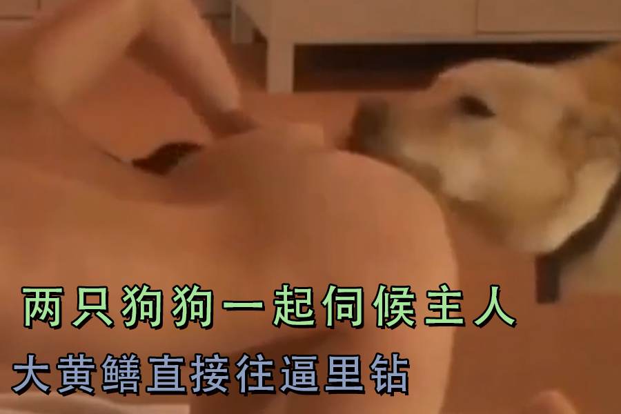 两只狗狗一起伺候主人大黄鳝直接往逼里钻 海报